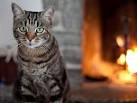 Accendi un mutuo: ti regaliamo un gatto
