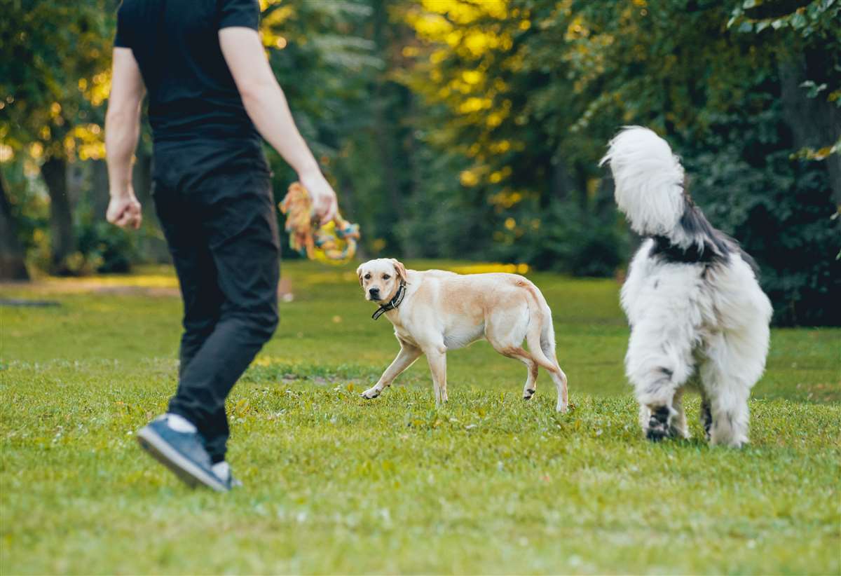 Come addestrare il cane cane al parco con padrone