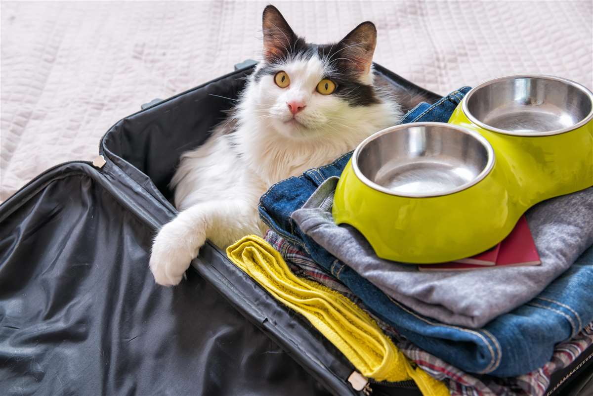 gatto dentro a una valigia