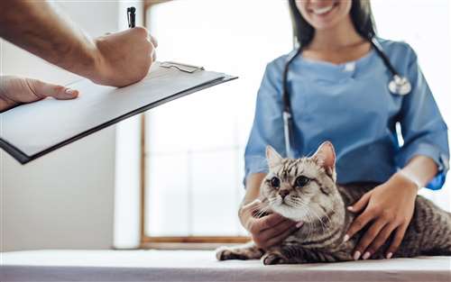 Ecco come funziona il bonus animali domestici