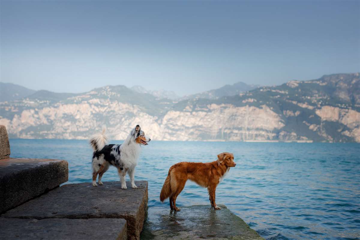 Cane media taglia