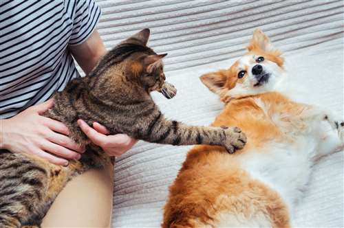 guida completa alla scelta della migliore assicurazione per animali domestici