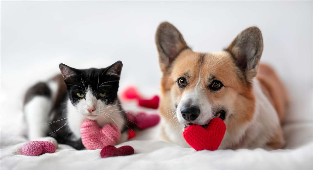 cane e gatto