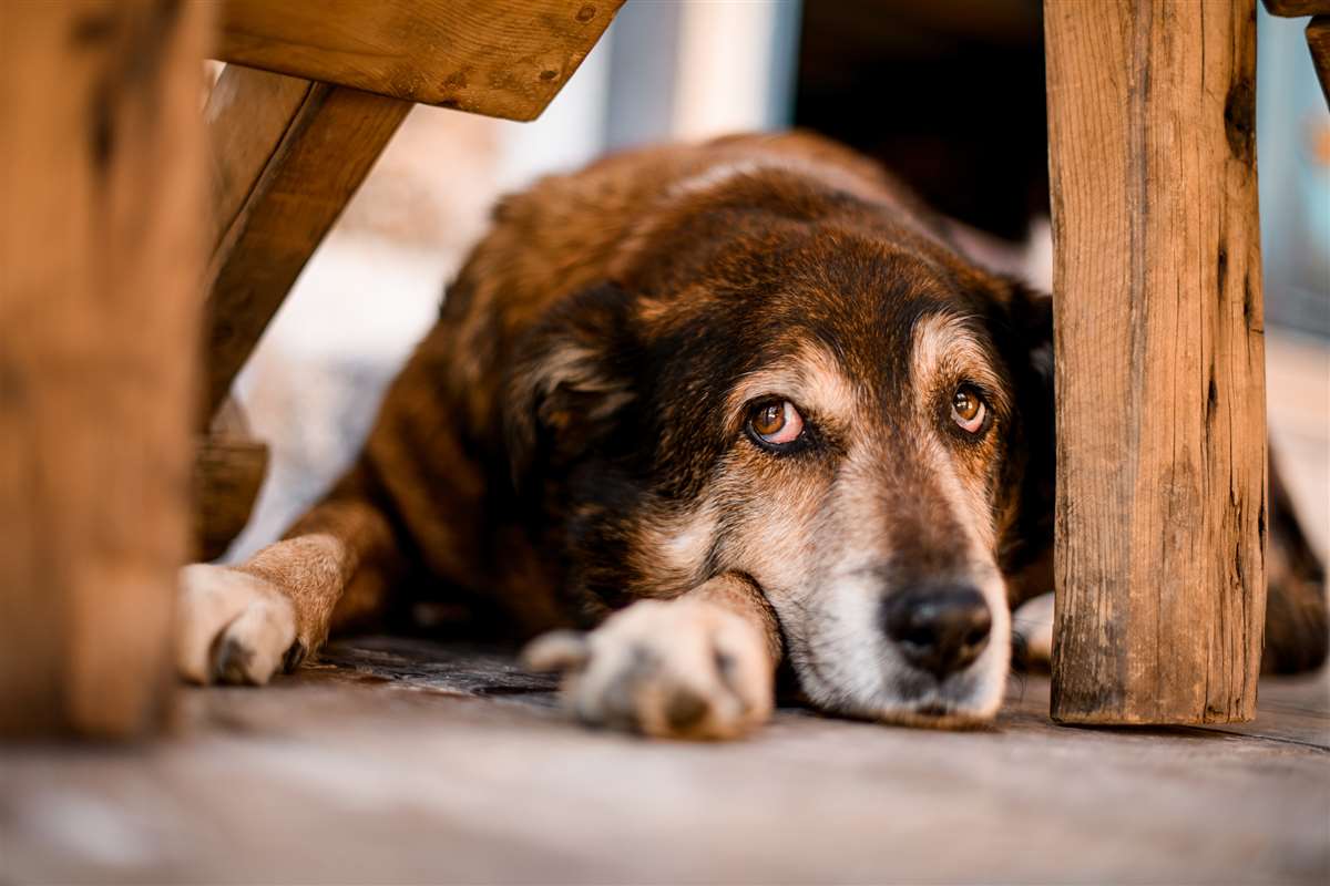 cane vecchio cane anziano