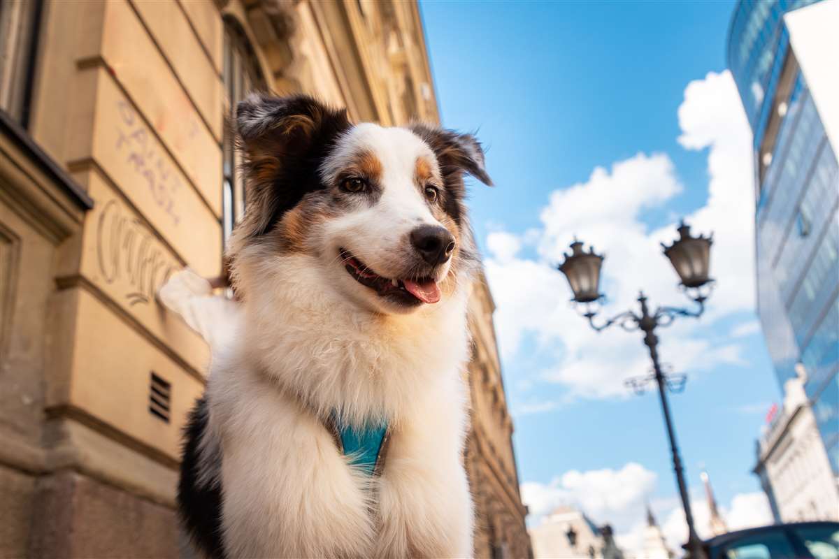 Assicurazione cane obbligatoria: quando stipularla cane polizza