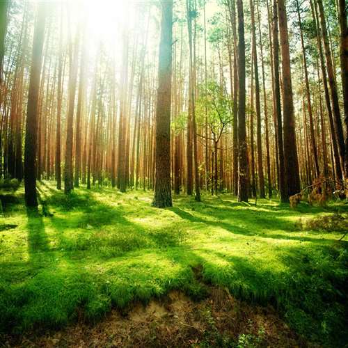 Mutui green: il futuro verde dei finanziamenti per la casa