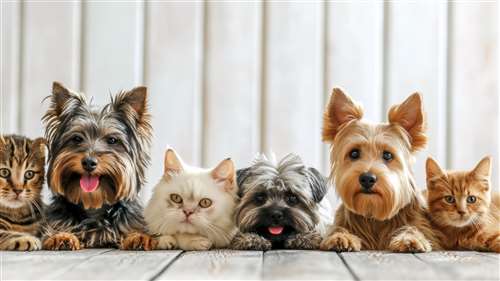 vivere in condominio con cani e gatti: regole, soluzioni e assicurazioni rc