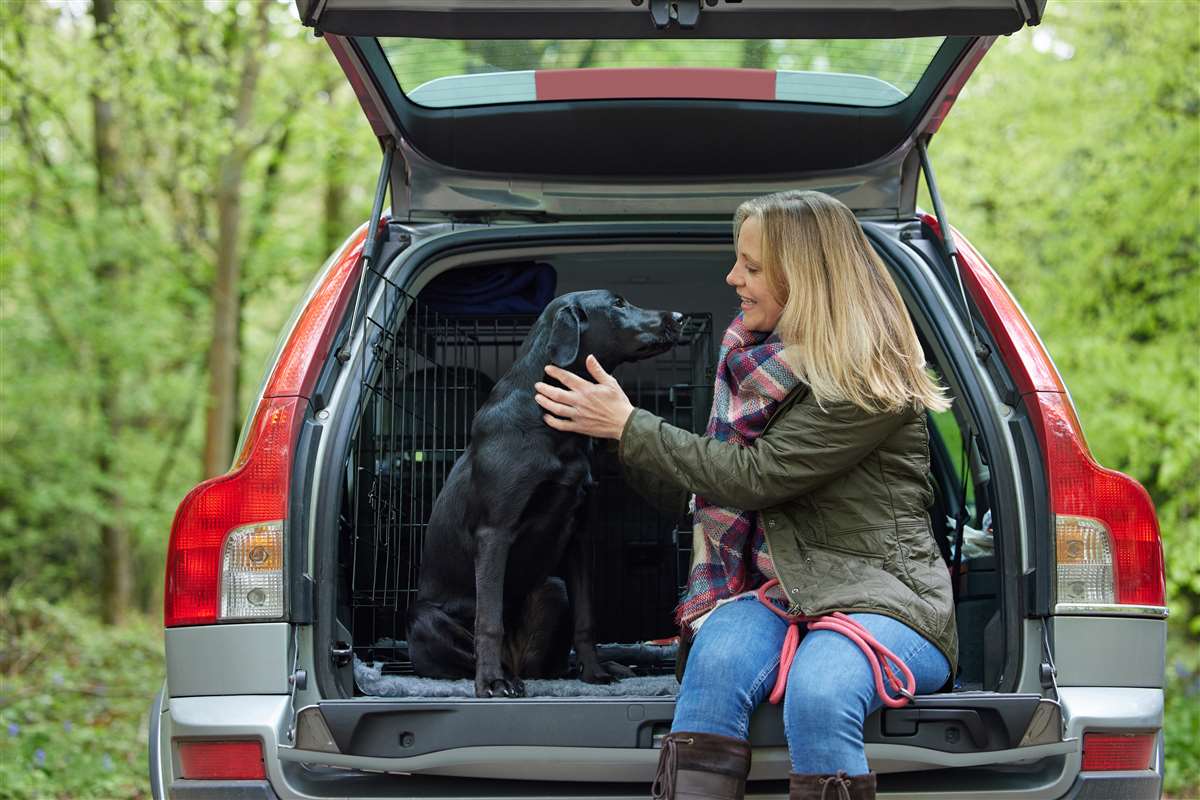 trasportare cane in macchina