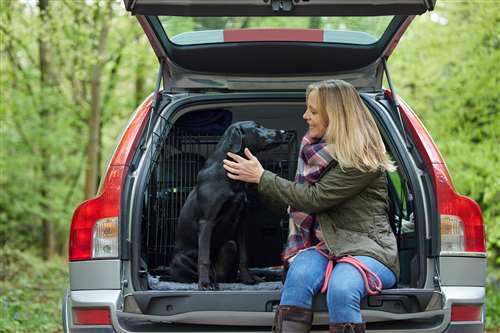 come trasportare il cane in macchina: regole e soluzioni pratiche