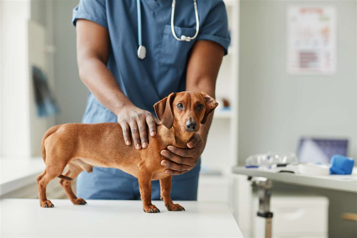 Cosa deve avere un cane per essere in regola? cane dal veterinario