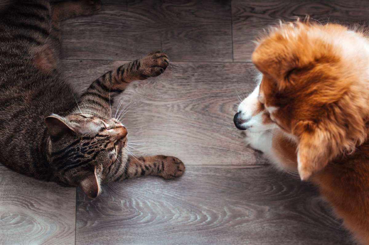 Come cambia il costo dell’assicurazione per cani e gatti? come cambia il costo dell’assicurazione per cani e gatti