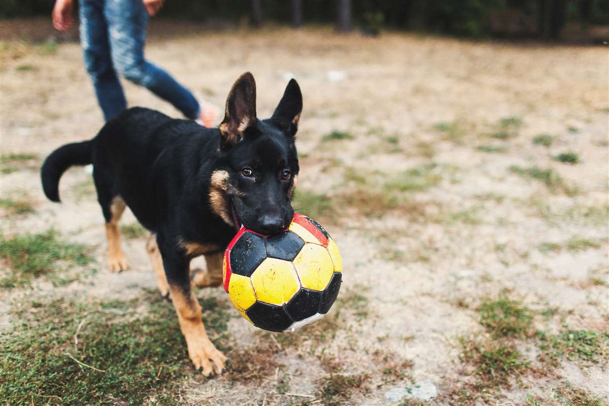 Comportamento del cane cane gioca con palla