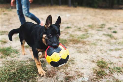 comportamento del cane: come interpretare abbaio, vista, emozioni