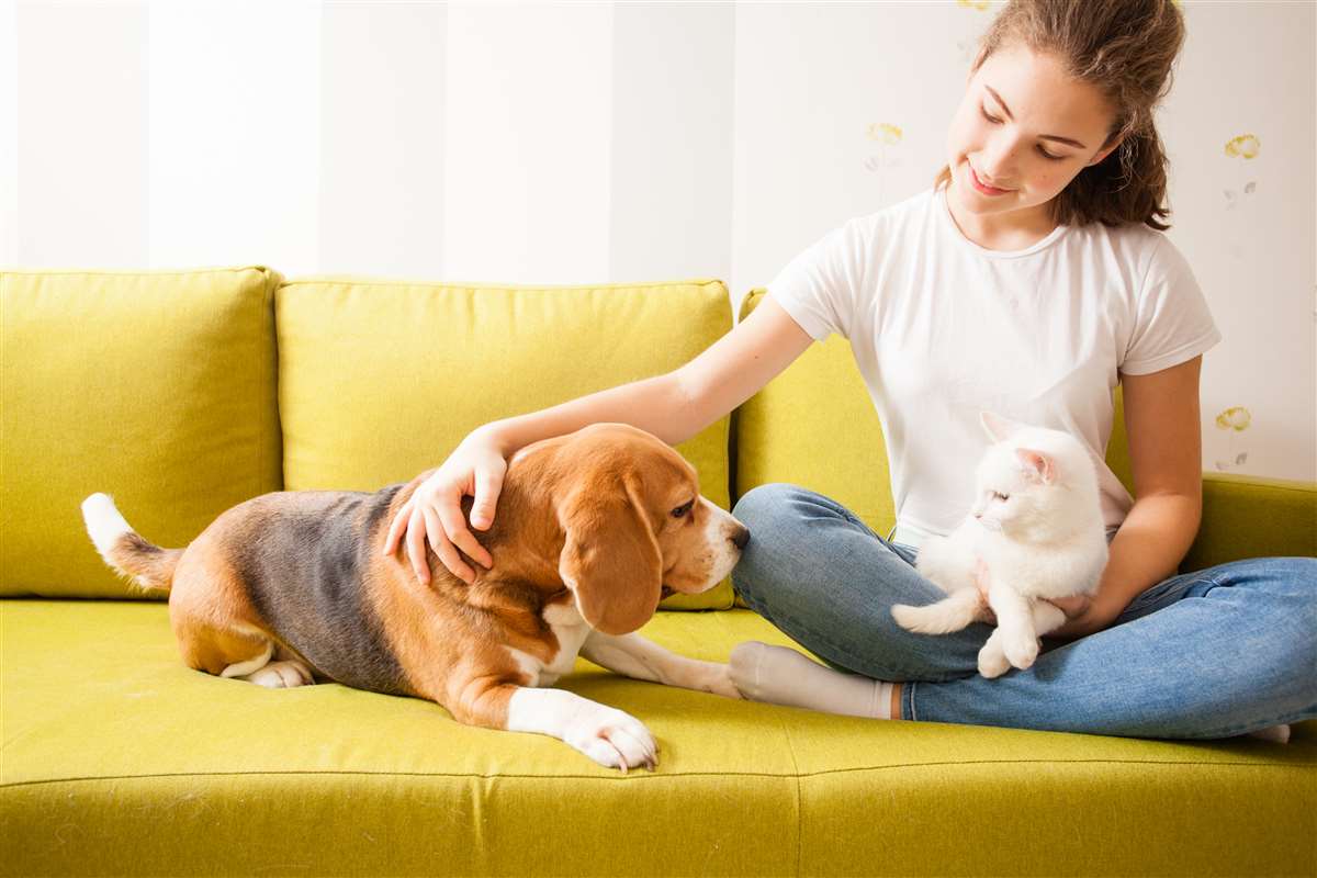 Quanto costa mantenere un cane o un gatto Costo cane e gatto