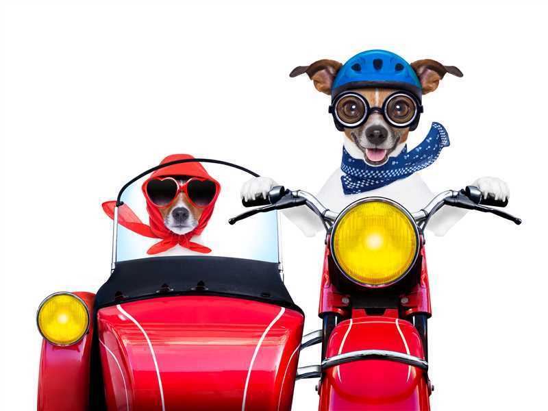 Responsabilità per danni provocati da animali