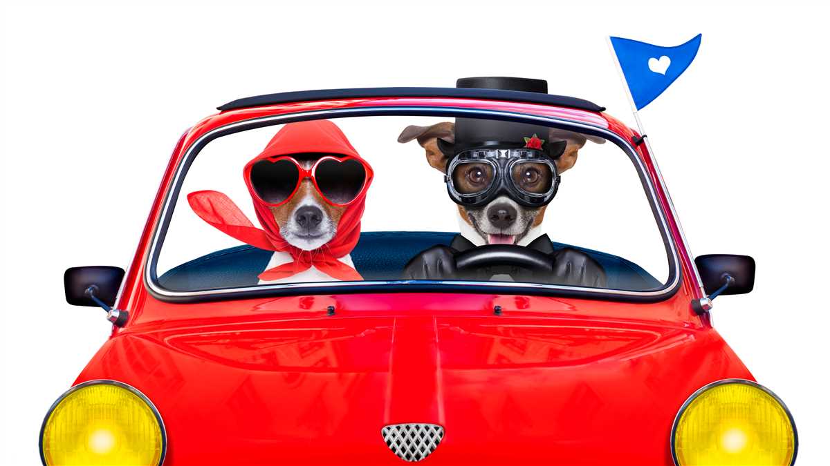 cani cani in auto