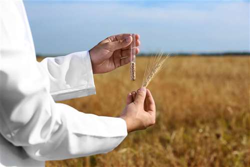 Bonus agricoltura: cos'è e a chi si rivolge