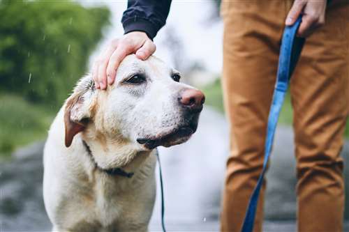 responsabilità civile o rc verso terzi animali: cos’è, cosa copre e quando è obbligatoria