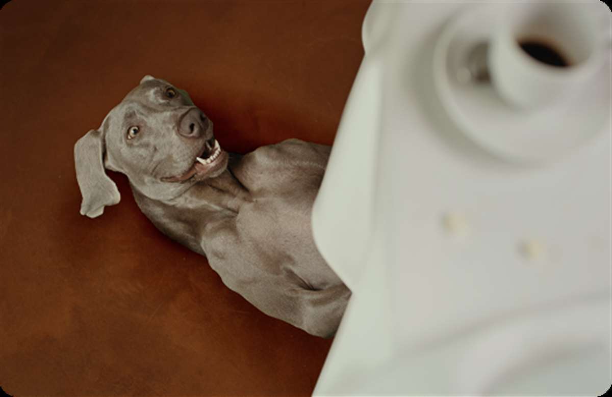 Cane segugio luce e gas Cane spot segugio tavolo