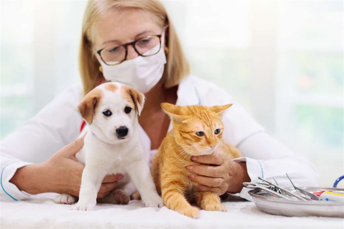 cure veterinarie