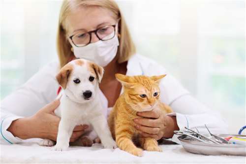 spese veterinarie e sanitarie per animali: cosa sono, quanto costano e come tutelarsi