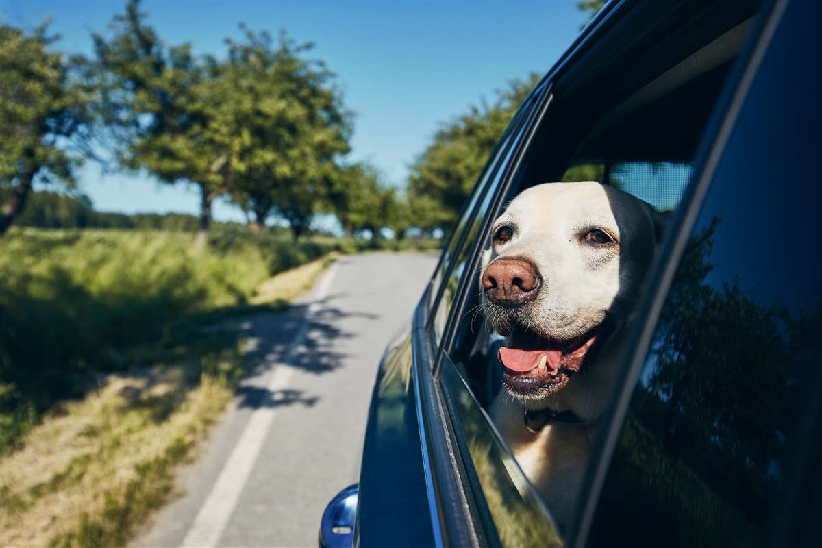 cane guarda fuori dal finestrino di un auto