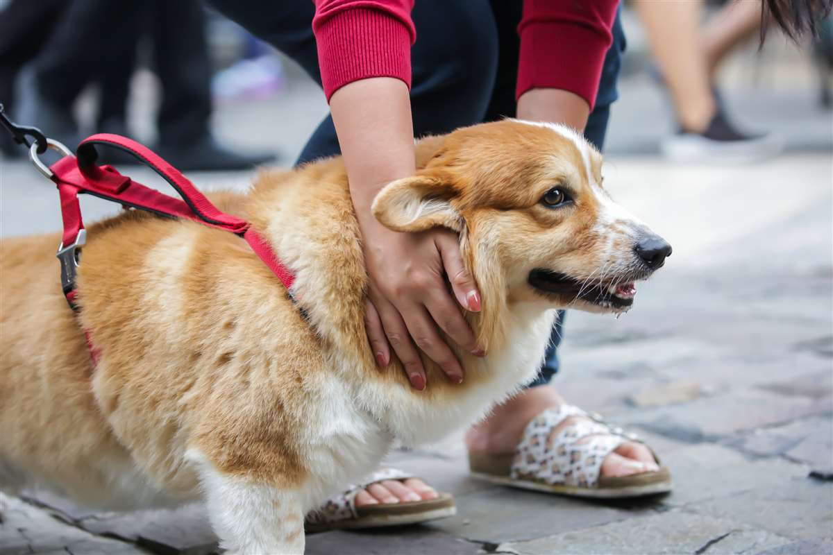 cane al guinzaglio animale al guinzaglio