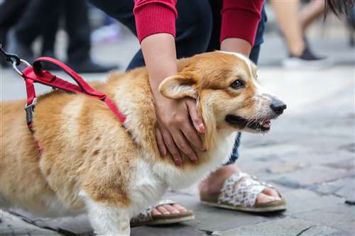 tutela legale per animali domestici: cos’è, cosa copre e quando serve