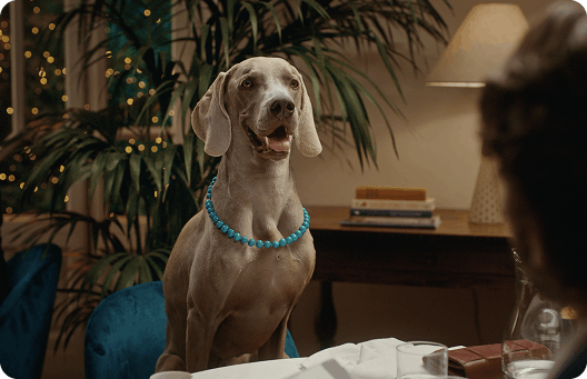 Il cane Segugio, mascotte dello spot Segugio.it