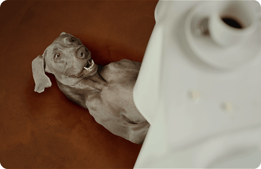 Il cane dello spot di Segugio.it