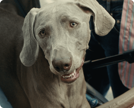 Il cane Segugio, mascotte dello spot Segugio.it