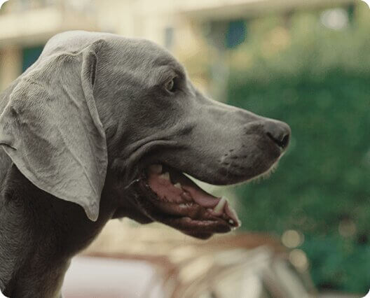 Il cane dello spot di Segugio.it