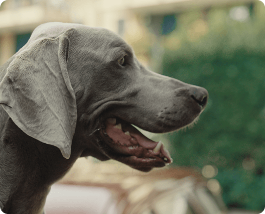 Il cane dello spot di Segugio.it